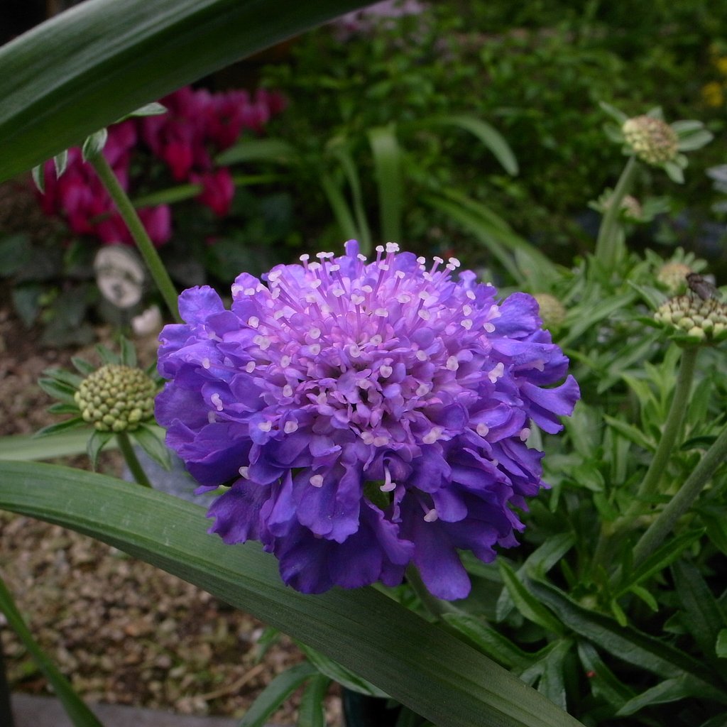 ご存知「スカビオサ」の花