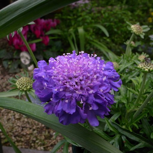 ご存知「スカビオサ」の花