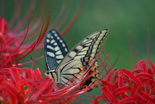 彼岸花パラダイスその２