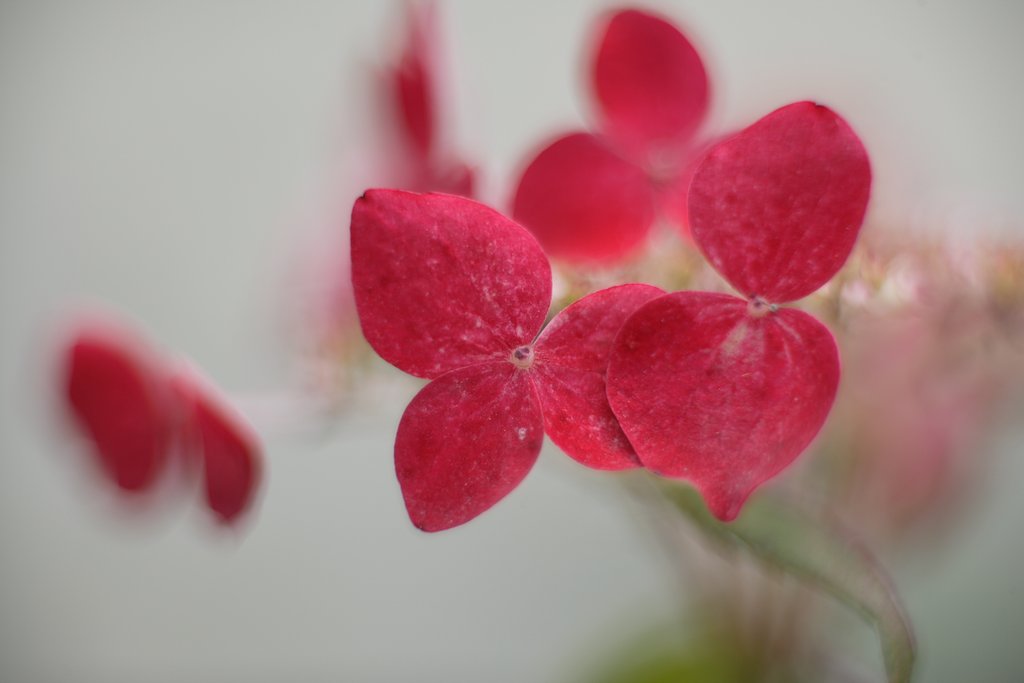 紅　