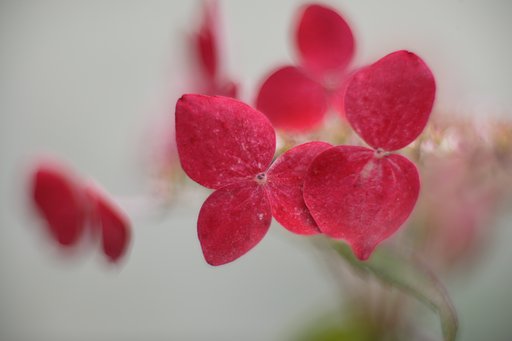 紅　