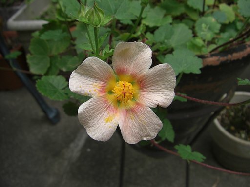 [彩]  花