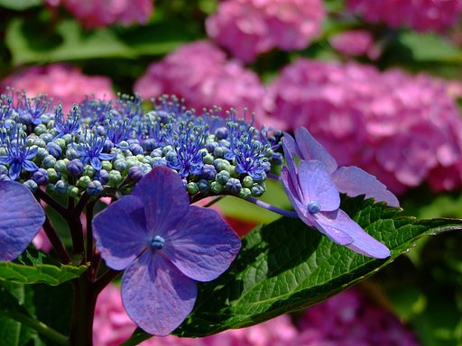 やっと紫陽花