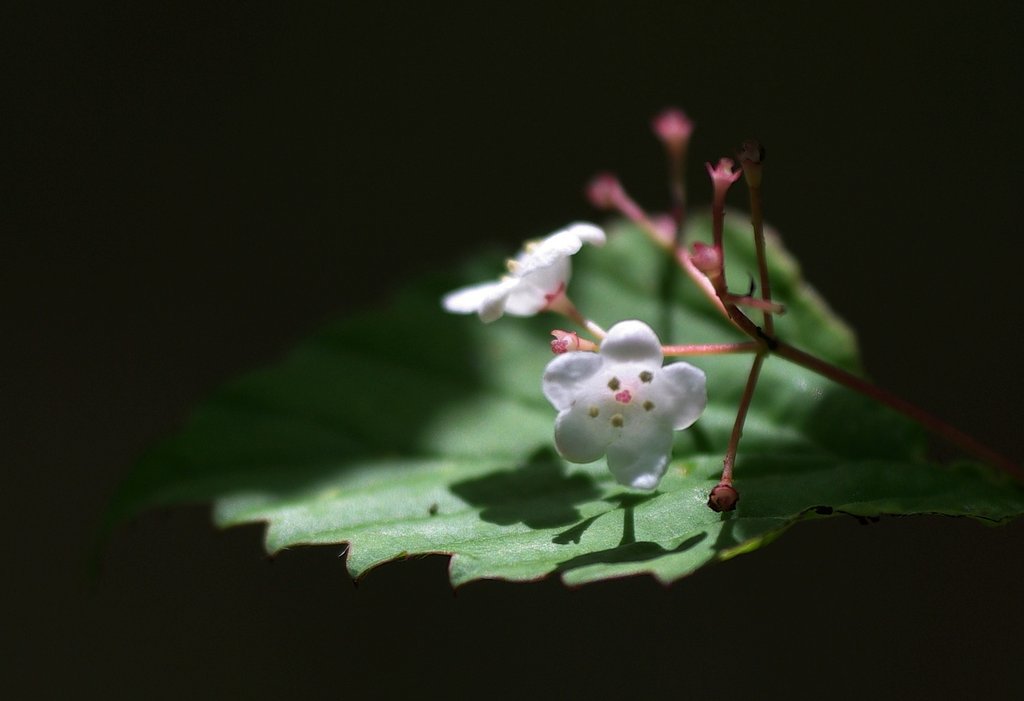 深窓の麗人