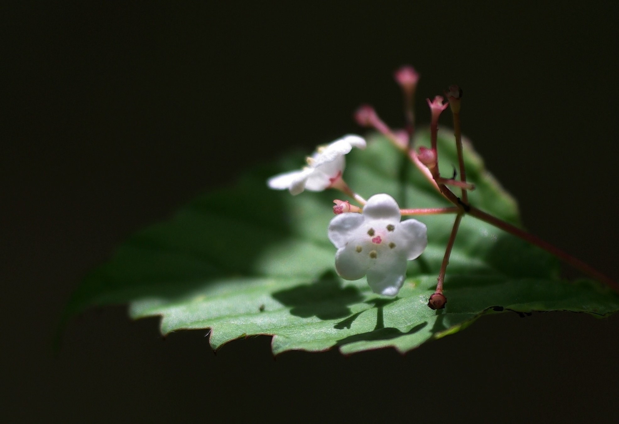 深窓の麗人