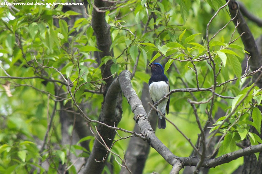 都市公園にも・・大瑠璃（在庫）