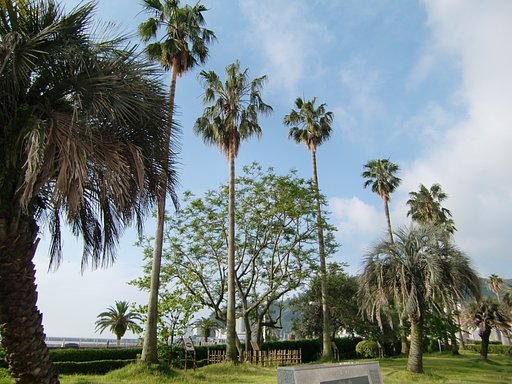 ヤシ類の高さ比べ