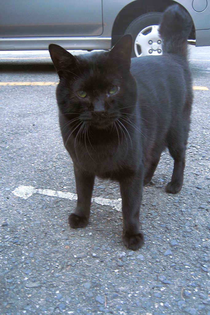 尾曲がりの黒猫さん