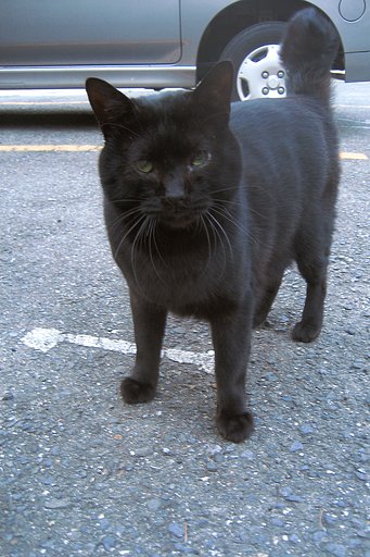 尾曲がりの黒猫さん