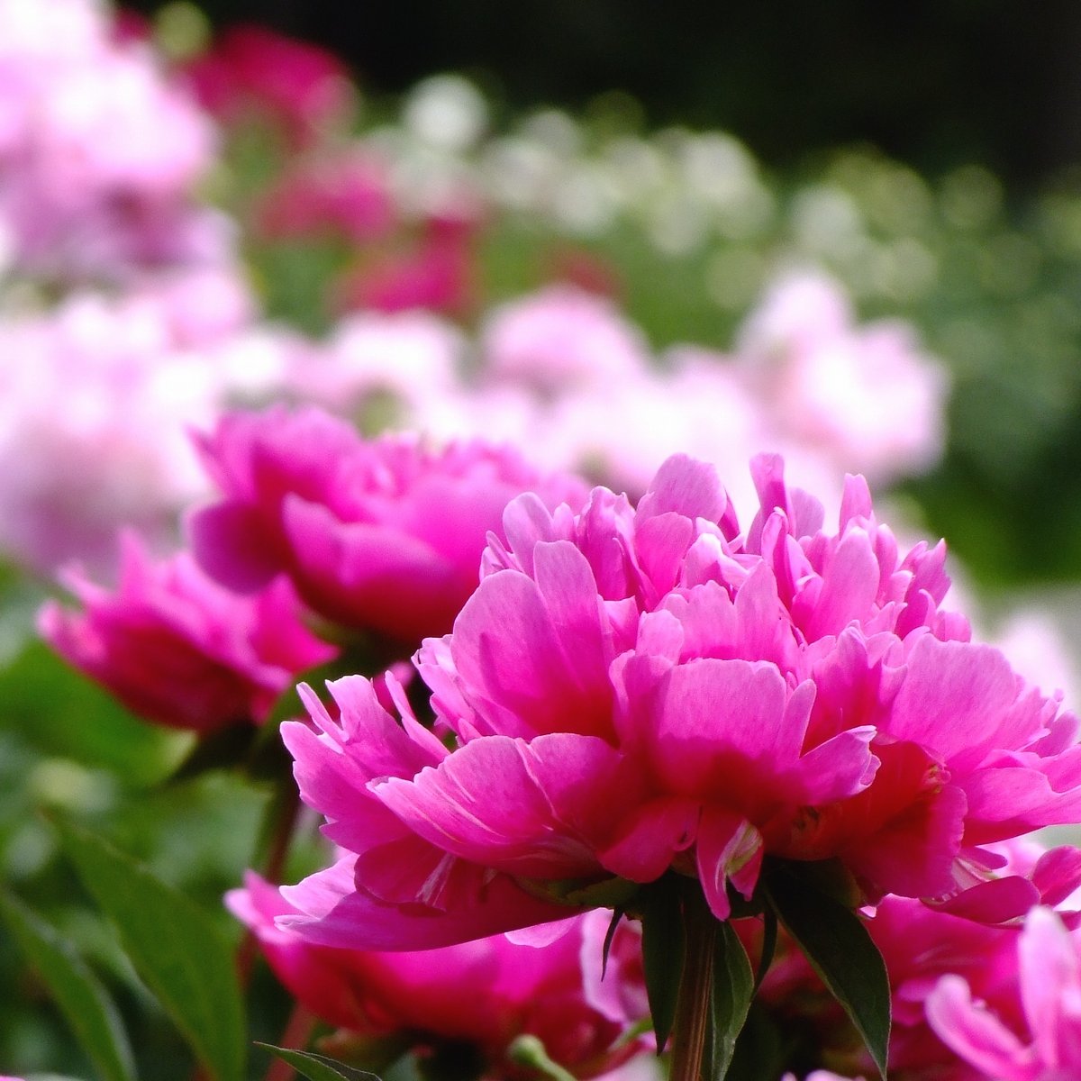 半月遅れの芍薬
