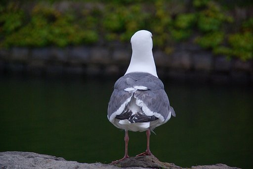 カモメのお尻
