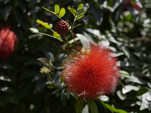 花（？）の名前も分かりませんが．．．