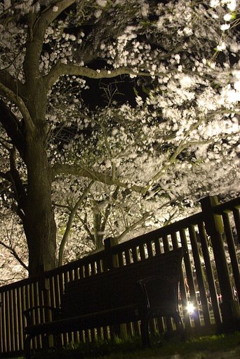 夜桜満開