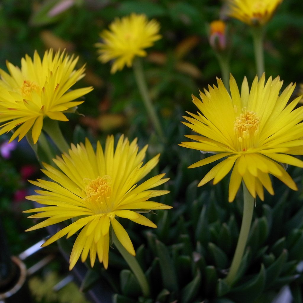 テルナミ（照波）の花が咲きました