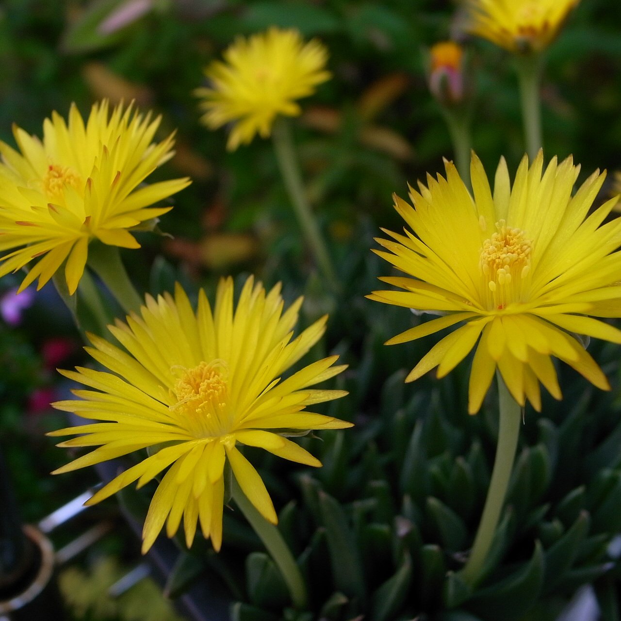 テルナミ（照波）の花が咲きました