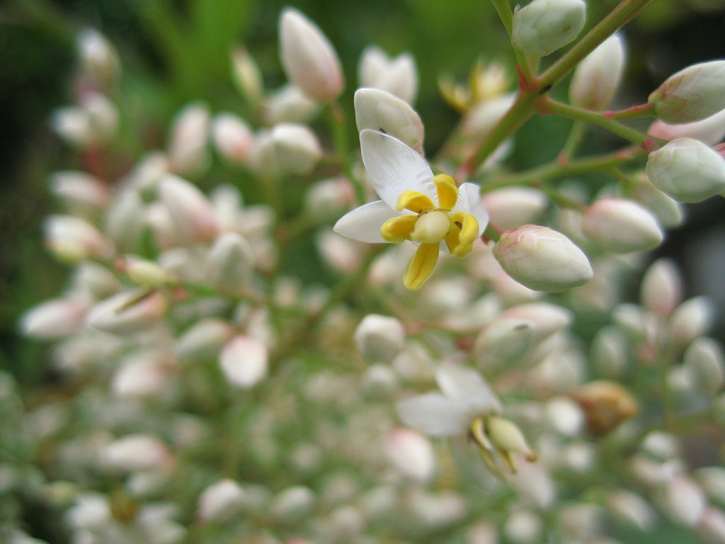 【写川柳】ナンテンの花