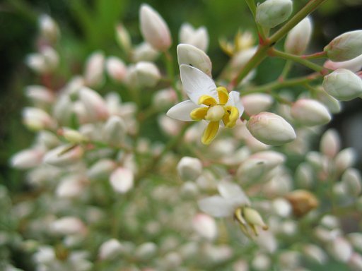 【写川柳】ナンテンの花