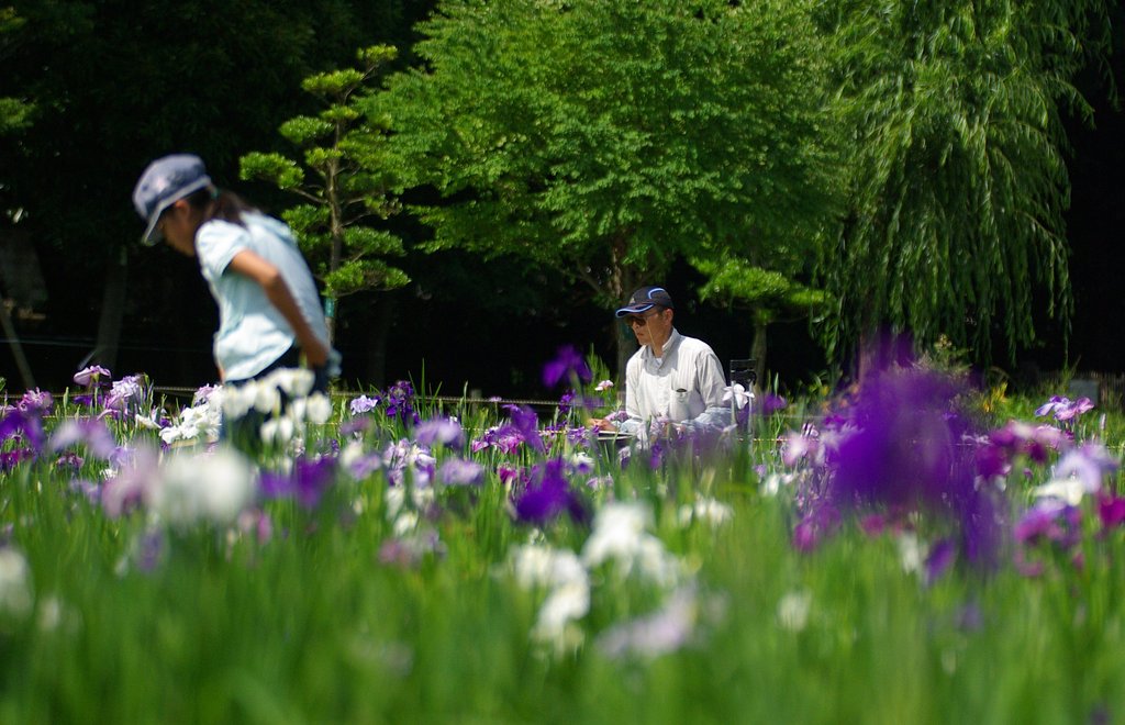 小さな菖蒲園にて