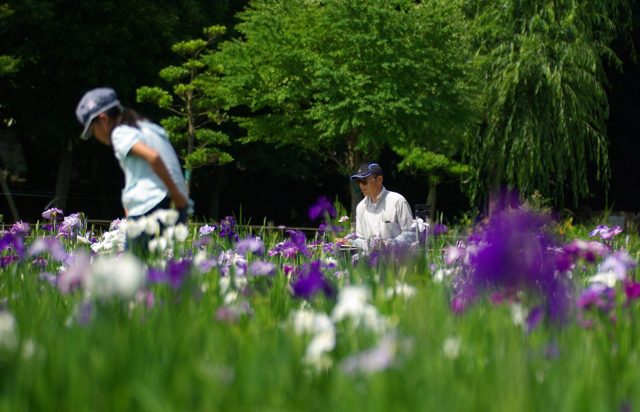 小さな菖蒲園にて