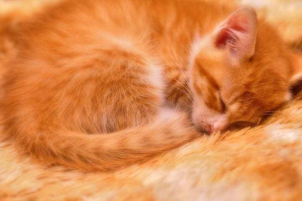 安眠…zzz