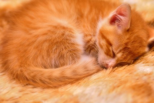 安眠…zzz