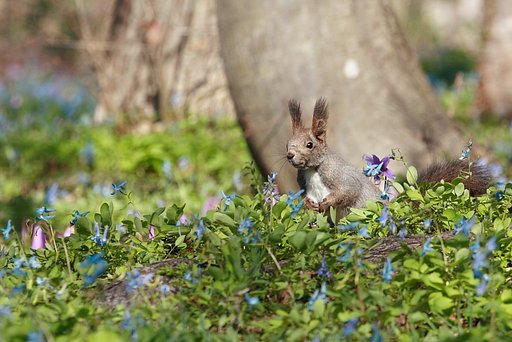お花畑のエゾリス