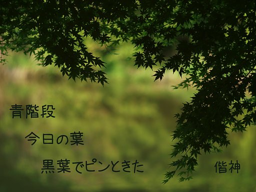 【写川柳】青葉
