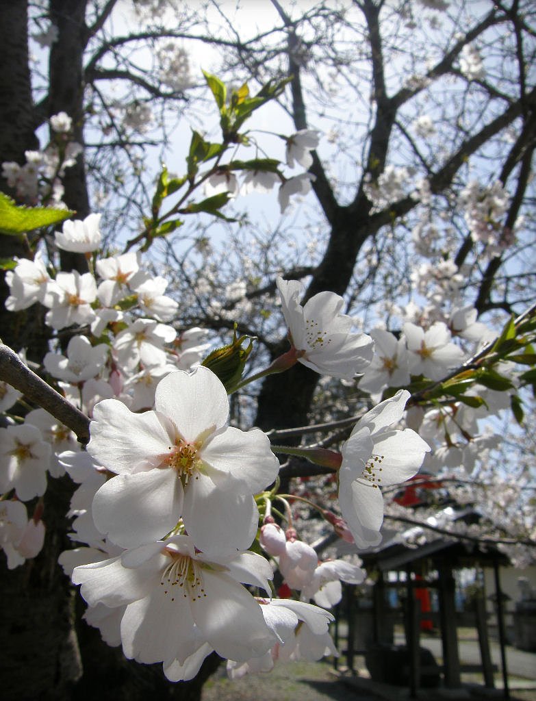 今年の桜は