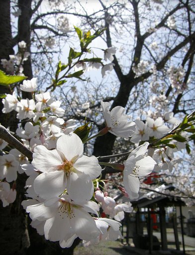 今年の桜は