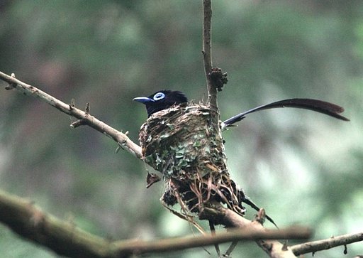 南国の鳥・サンコウチョウ（三光鳥）