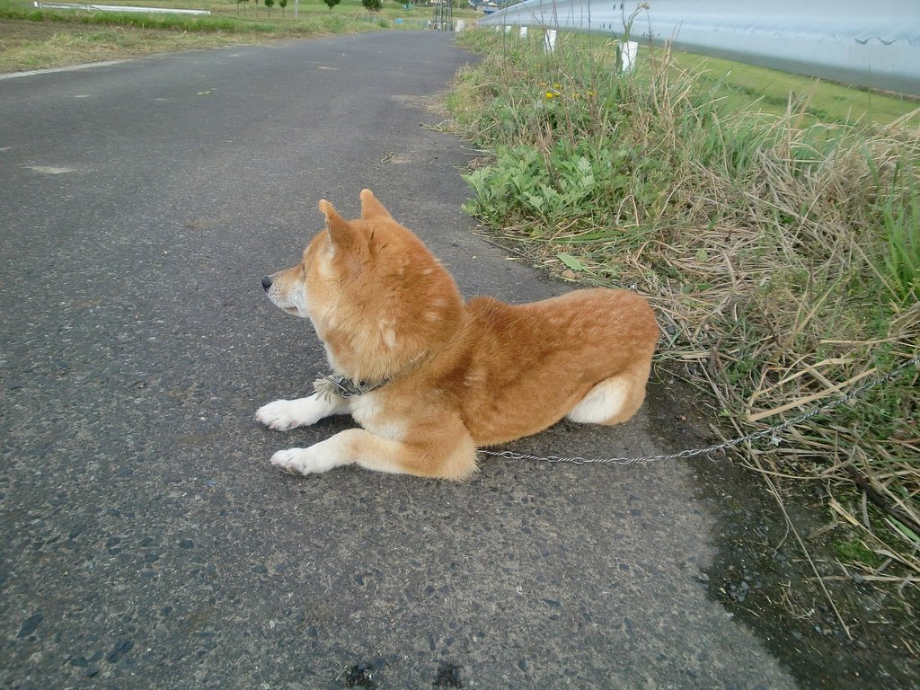 ななせ、強風をやり過ごしてます。