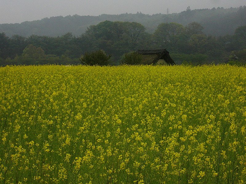 巾着田の菜の花畑