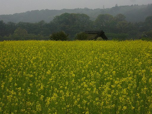 巾着田の菜の花畑