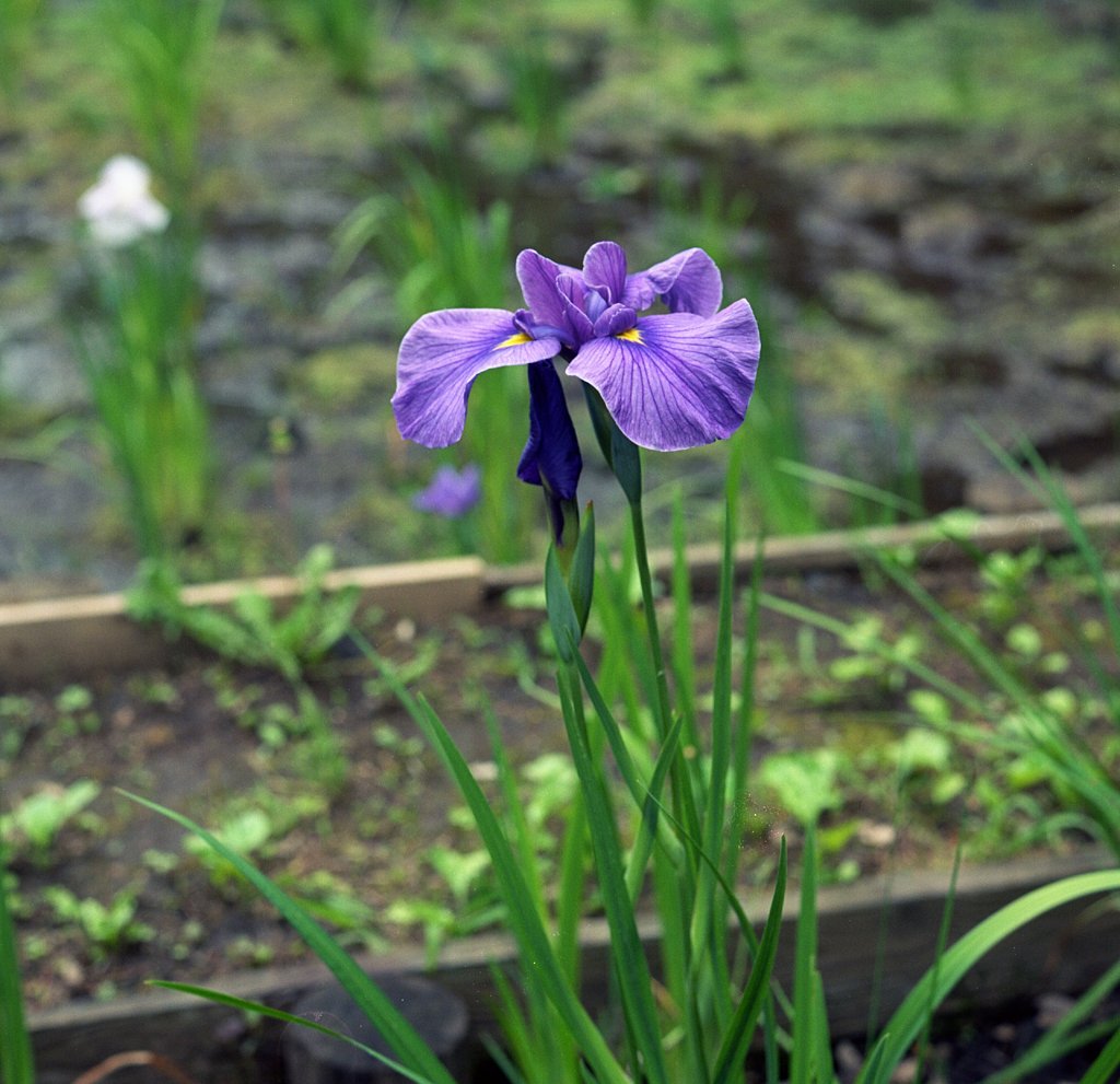 花菖蒲