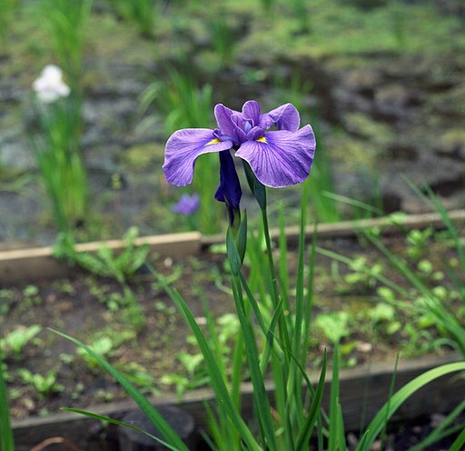 花菖蒲