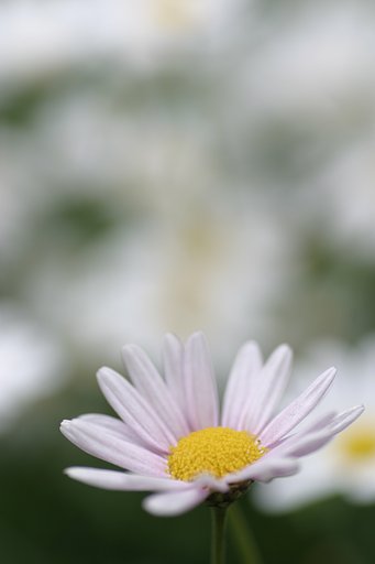 都会の小さきもの