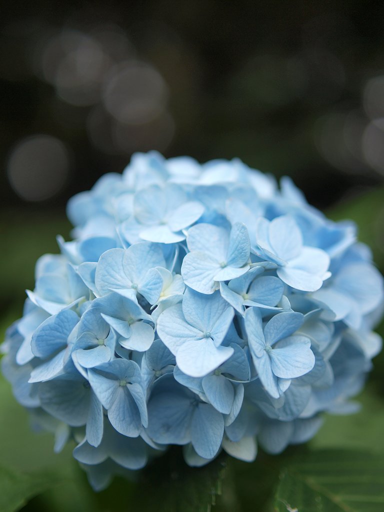 紫陽花（ファイナル）