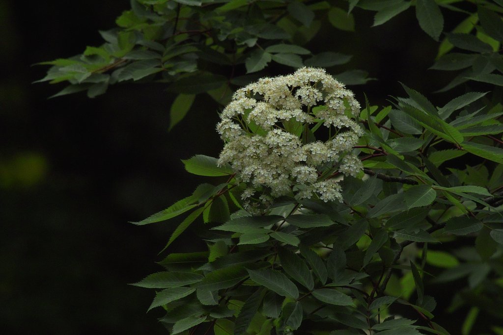 ナナカマドの花