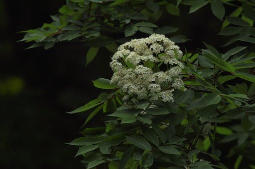 ナナカマドの花