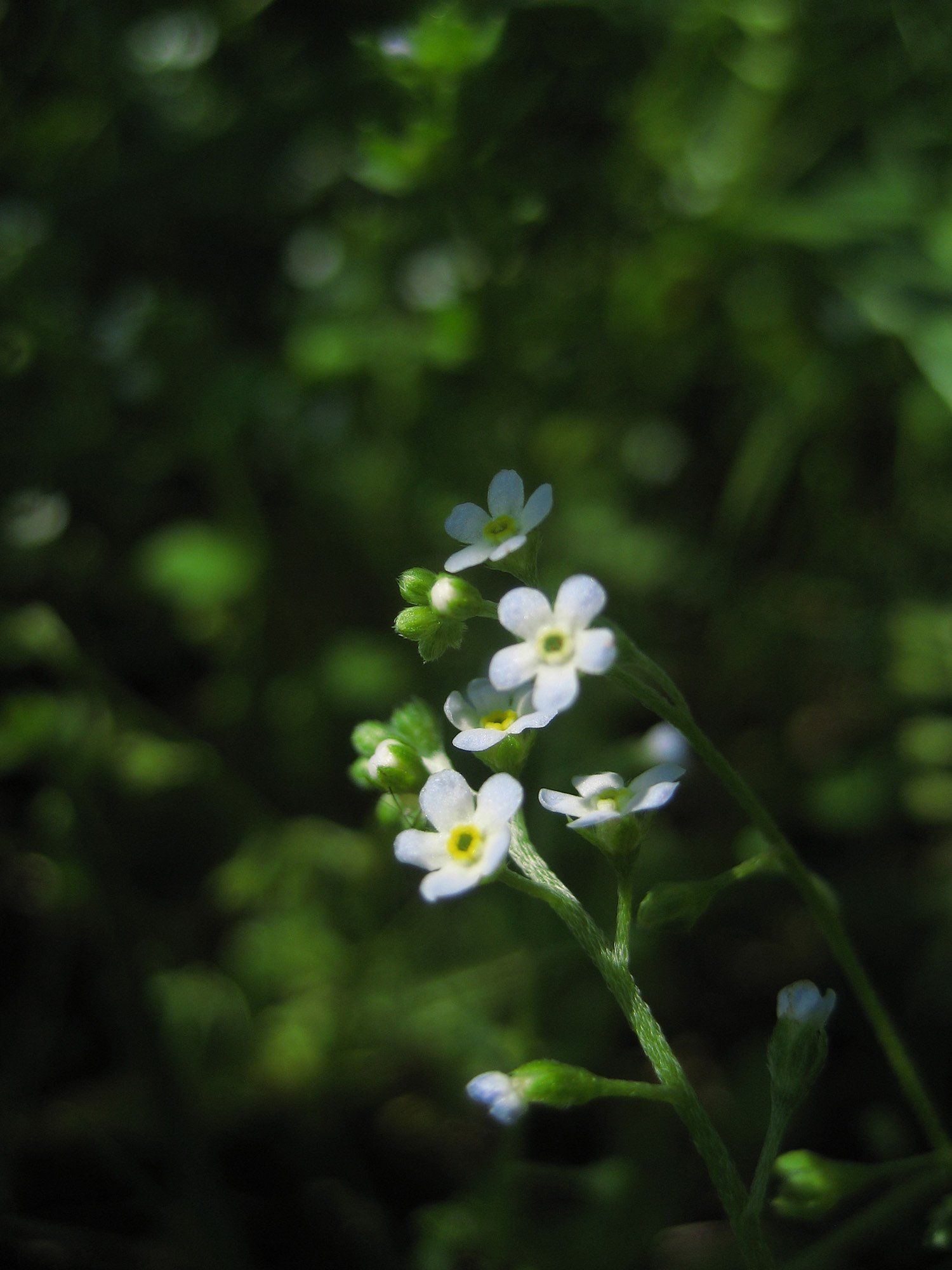 草影に咲く花、名も知らず