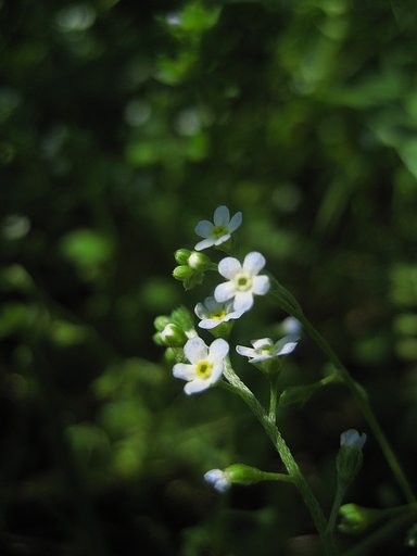 草影に咲く花、名も知らず