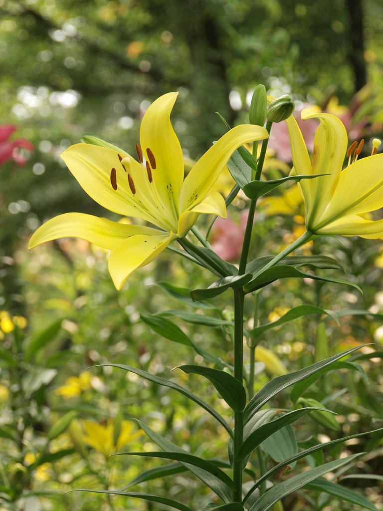 黄色いユリ