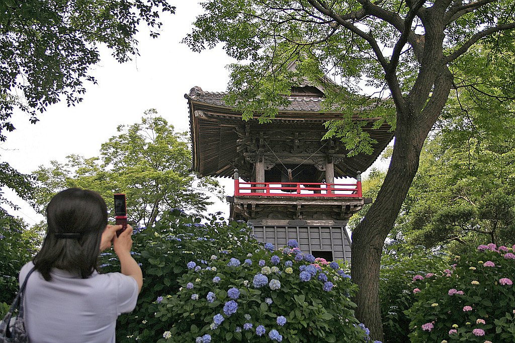 あじさい寺
