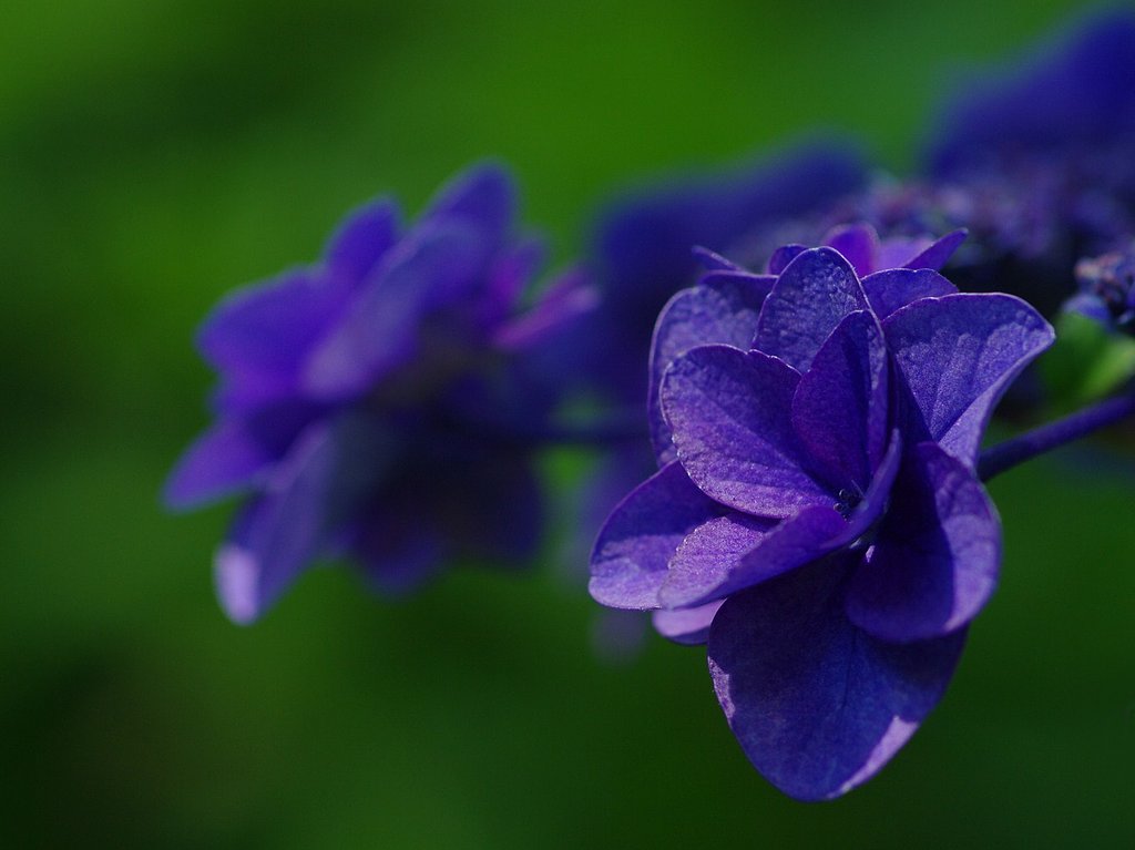 紫陽花