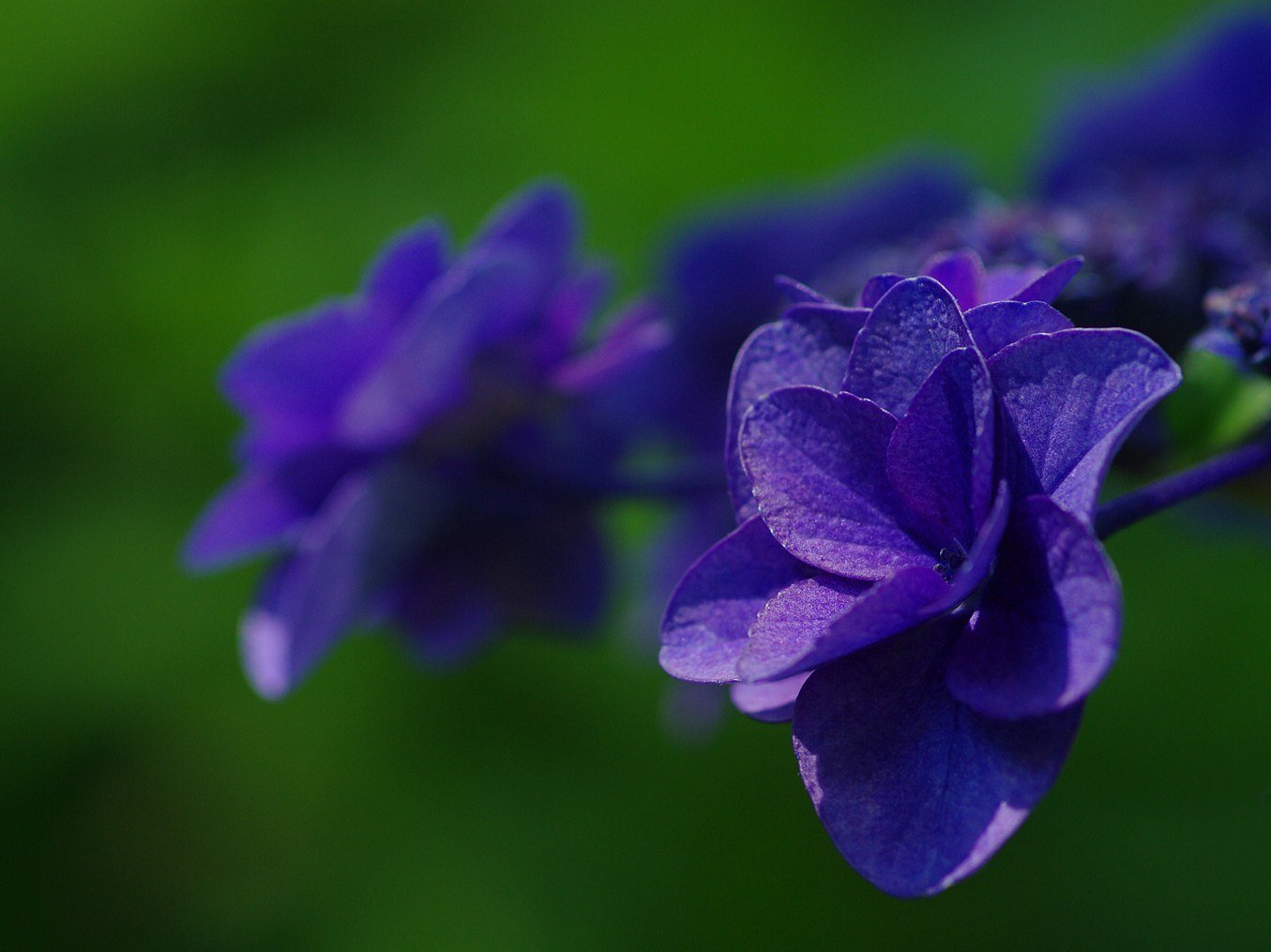 紫陽花