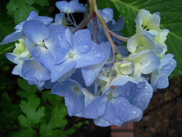 雨にも負けず・・・？？