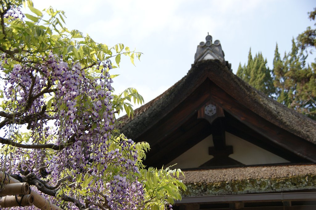 「立てば石楠花、座れば牡丹、歩く姿は藤の花」