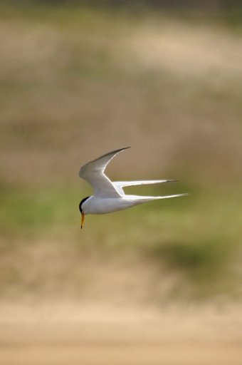 鳥様専用レンズREFLEX500〜またまたコアジサシ