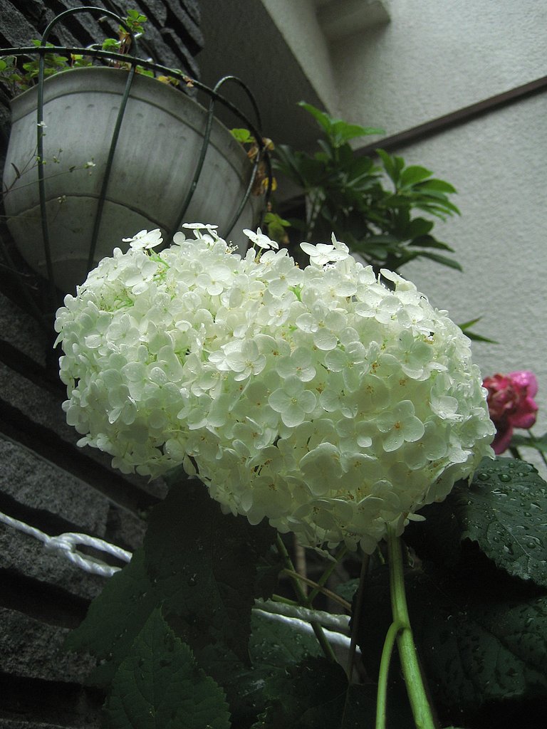 雨上りのアナベル