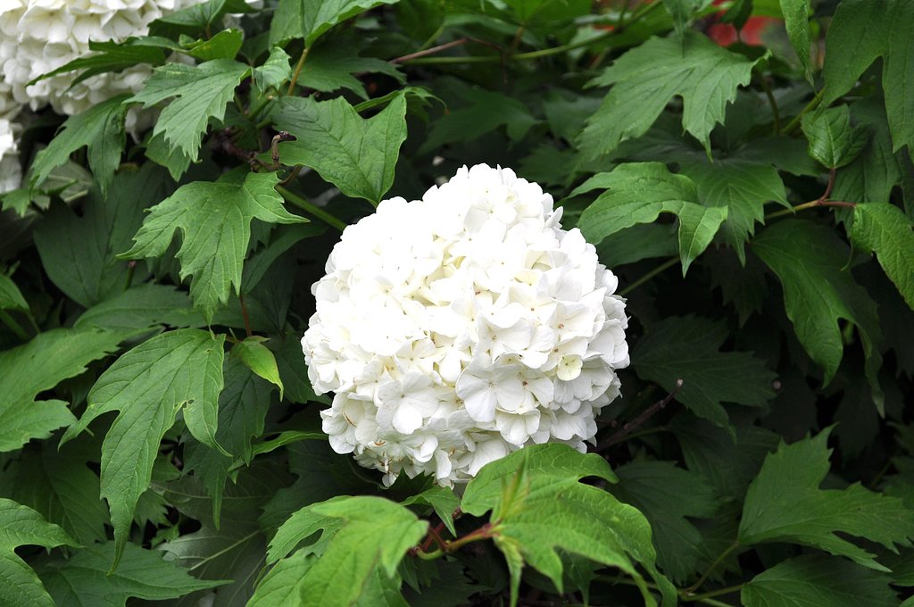 紫陽花♪